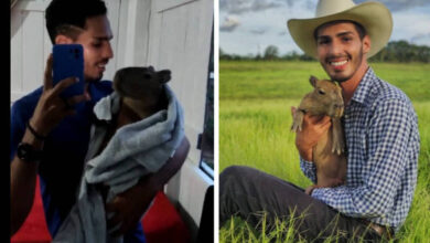 Photo of ‘Pai’ de capivara filhote viral é multado em R$ 17 mil pelo Ibama e terá animal recolhido