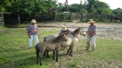 Photo of Você sabia? Menor cavalo do Brasil é do Pará. Conheça o Puruca