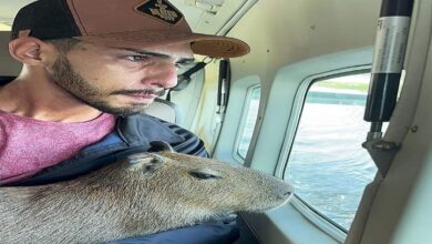 Photo of Influencer entrega capivara ‘Filó’ ao Ibama após Luisa Mell comentar o caso