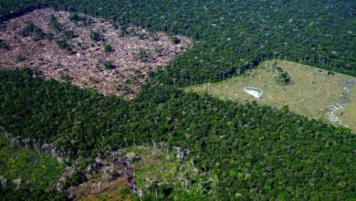 Photo of Desmatamento na Amazônia tem 2º pior trimestre desde 2016