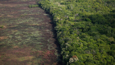 Photo of Desmatamento no Pará dispara 176% no primeiro trimestre de 2023