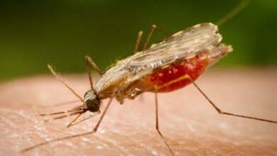 Photo of 6 mil casos de malária são registrados no PA nos 4 primeiros meses de 2023