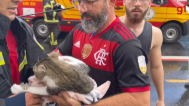 Photo of Gatinho é resgatado após desabamento de sacadas em Belém e tutora abraça bombeiro emocionada