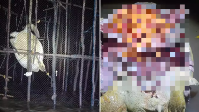 Photo of Tartaruga com mais de 400 ovos é morta e tem a barriga aberta em Algodoal