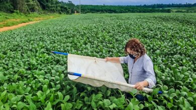 Photo of Exportação de soja paraense atinge novo recorde nos primeiros meses de 2023