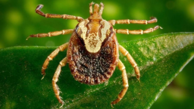 Photo of O que é a febre maculosa?