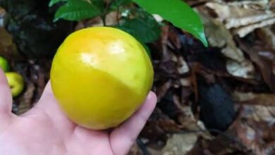 Photo of Golosa: A fruta exótica do Pará que quer conquistar paladares e conservar a Floresta