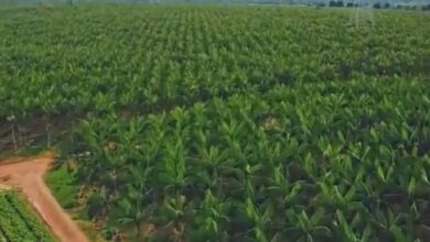 Photo of Saiba onde está sendo criada a maior fazenda de açaí do mundo