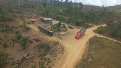 Photo of Ibama Realiza apreensão de rebanho bovino em Terra Indígena Ituna/Itatá, no Pará