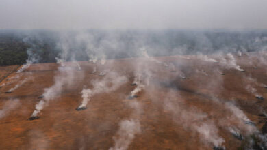 Photo of Pará lidera redução de desmatamento com 70% em agosto, Indica Inpe