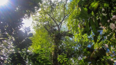 Photo of Governo do Pará anuncia nova Unidade de Conservação integral no Dia da Amazônia