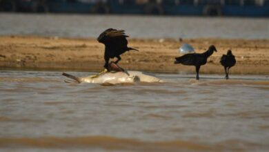 Photo of Morte de mais de uma centena de botos na seca amazônica chama a atenção para o drama ambiental