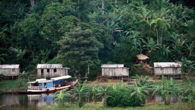 Photo of Máfia do crédito de carbono: Multinacionais usam terras públicas na Amazônia para obter lucro, afirma Defensoria do Pará