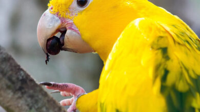 Photo of Ararajubas voltam a colorir o céu de Belém após 100 anos