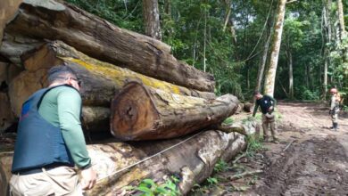 Photo of Extração ilegal de madeira cai no Pará, mas ainda representa 46% do total