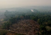 Photo of MPF e MPPA cobram do governo do Pará transparência e consulta prévia sobre venda de créditos de carbono