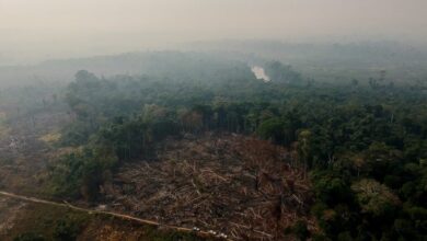 Photo of MPF e MPPA cobram do governo do Pará transparência e consulta prévia sobre venda de créditos de carbono