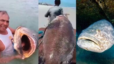 Photo of Peixe de 300 kg é encontrado no litoral do Pará