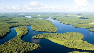 Photo of Como uma lenda grega deu nome à maior floresta do mundo