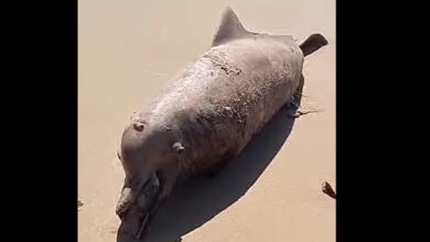 Photo of Boto-Cor-de-Rosa é encontrado morto em praia de Outeiro, distrito de Belém