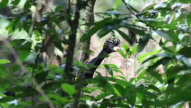 Photo of Pesquisadores acham no Pará ave rara, quase extinta, e desparecida há 40 anos