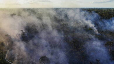 Photo of Pará planeja concessão de área ameaçada da Amazônia para recuperação privada