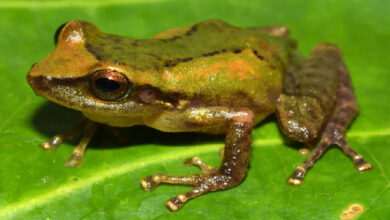 Photo of Peru descobre nova variedade de perereca na Amazônia