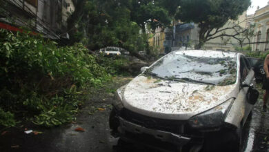 Photo of Belém perde mais uma árvore: vegetal caiu na travessa Dr. Moraes, em Nazaré