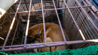 Photo of Coreia do Sul quer banir consumo de carne de cachorro, e produtores ameaçam soltar 2 milhões de cães em Seul