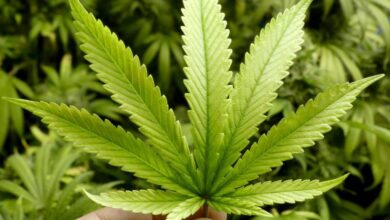 Photo of Maconha caminha para liberação no STF