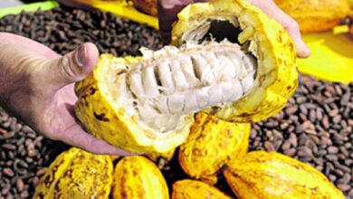 Photo of Pará se consolida como líder nacional na produção de cacau com quase 150 mil toneladas em 2023