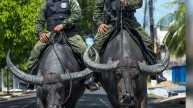 Photo of Polícia paraense montada em búfalos intriga gringos, que suspeitam de Inteligência Artificial