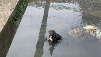 Photo of Agentes de Saúde salvam cachorro em Canal de Belém