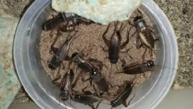 Photo of Grilos-pretos assustam moradores de Santarém:”Estão por todos os lugares”