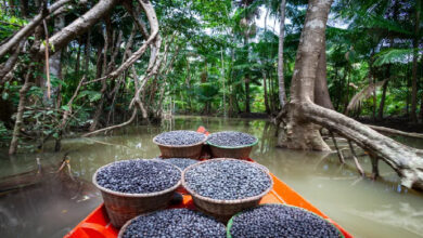 Photo of Projeto recupera produção sustentável de açaí em Terra Indígena no Pará