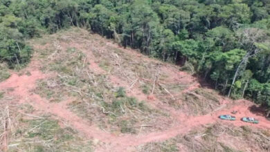 Photo of Pará continua a liderar o desmatamento no Brasil