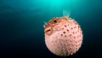 Photo of Três pessoas da mesma família morrem após consumo de peixe assado