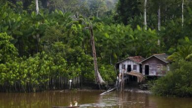 Photo of Ilha do Marajó: Famosos pedem ajuda no combate à exploração de crianças na região; entenda