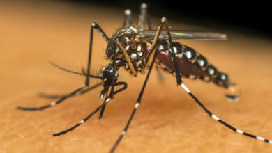 Photo of Brasil registrou mais de 19.540 casos prováveis de dengue por dia em 2024