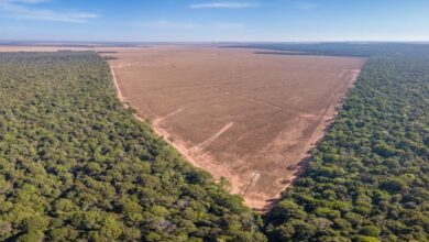 Photo of Menor índice de desmatamento na Amazônia dos últimos seis anos é registrado no primeiro trimestre de 2024