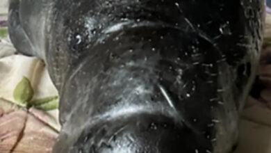 Photo of Peixe-boi filhote é resgatado com nadadeira amputada no interior Pará