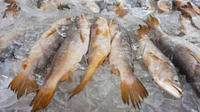 Photo of Feira do Pescado terá quatro pontos de vendas em Belém