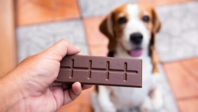 Photo of Páscoa consciente: veterinária orienta sobre não dar chocolate para cães e gatos