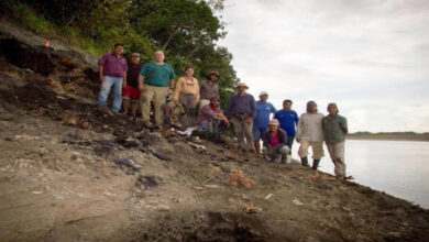 Photo of Descoberto crânio de boto gigante de 16 milhões de anos na Amazônia