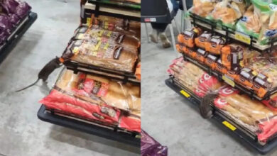 Photo of Rato em prateleira de pães assusta clientes em supermercado de Ananindeua