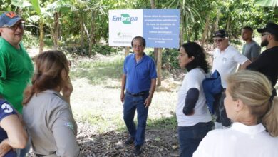 Photo of Sistemas Agroflorestais no Pará: Um modelo de produção sustentável na Amazônia