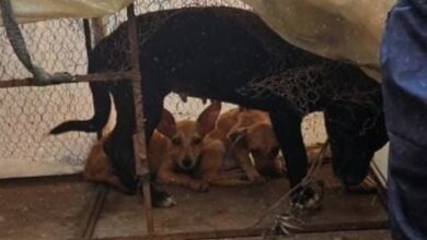 Photo of Homem é preso por maus-tratos contra animais em Ananindeua