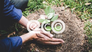 Photo of Sustentabilidade: Dança Carajás Festival vai plantar 600 mudas em Parauapebas-PA