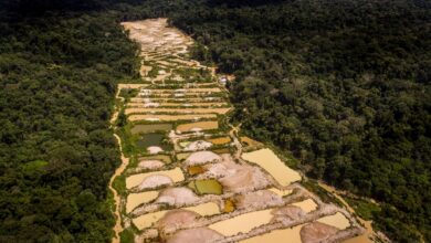 Photo of Narcogarimpo: corrida do ouro ilegal pode se expandir de Roraima para o Vale do Tapajós, no Pará