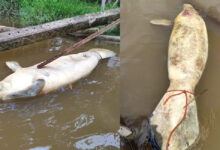 Photo of Peixe-boi é encontrado morto após naufrágio com óleo diesel na Ilha do Marajó, PA